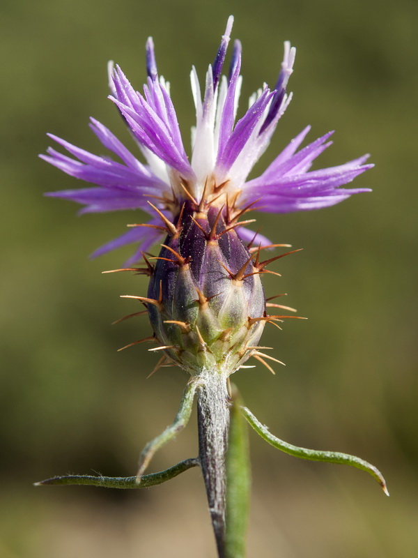 Centaurea aspera stenophylla.05