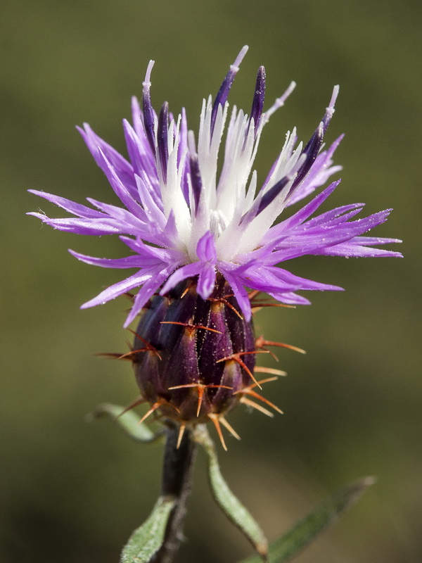 Centaurea aspera stenophylla.06