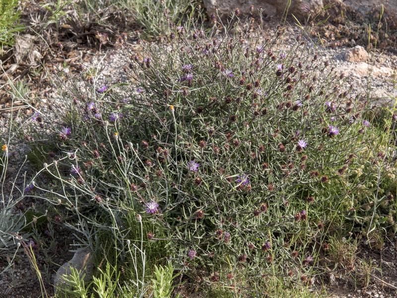 Centaurea aspera stenophylla.07