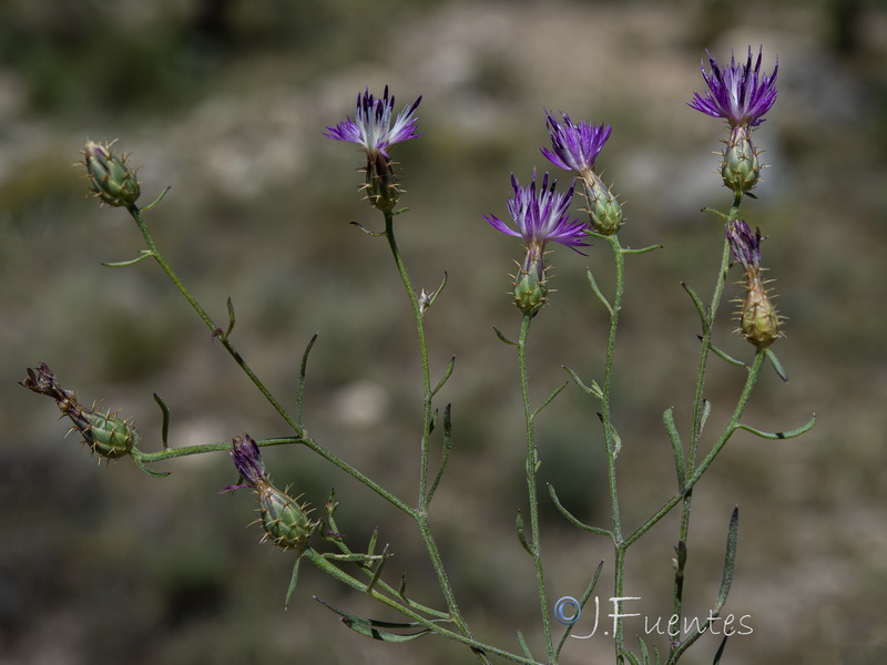 Centaurea aspera stenophylla.08