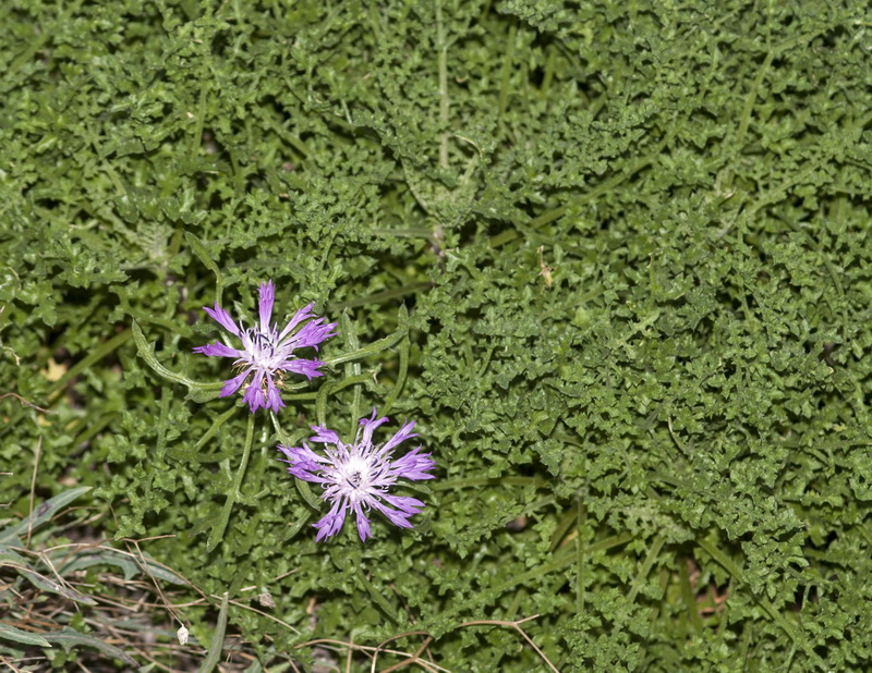 Centaurea barrasii.02