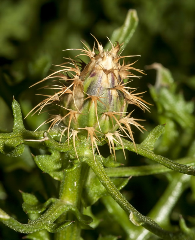 Centaurea barrasii.04