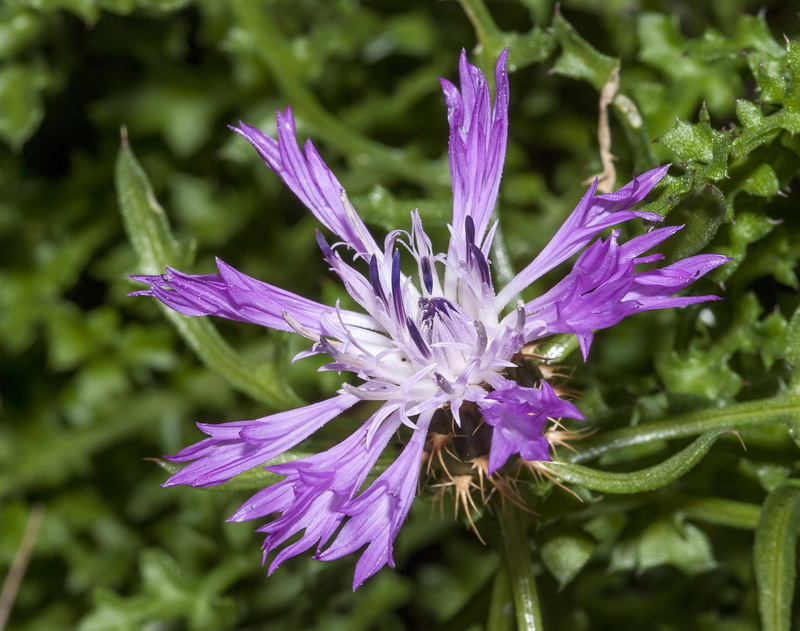 Centaurea barrasii.05