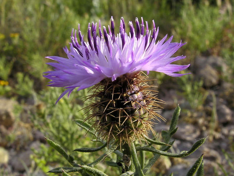 Centaurea barrasii.06