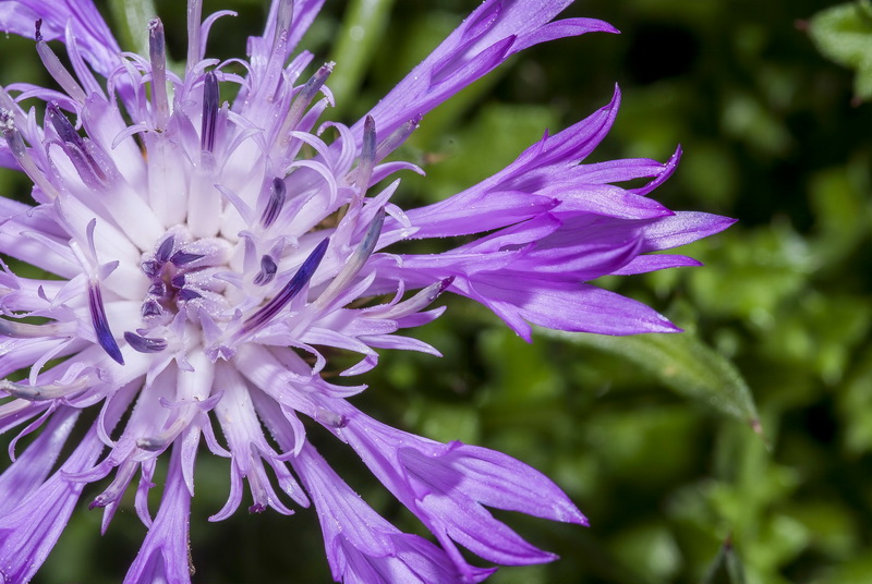 Centaurea barrasii.08