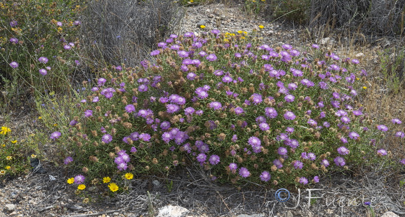 Centaurea barrasii.01