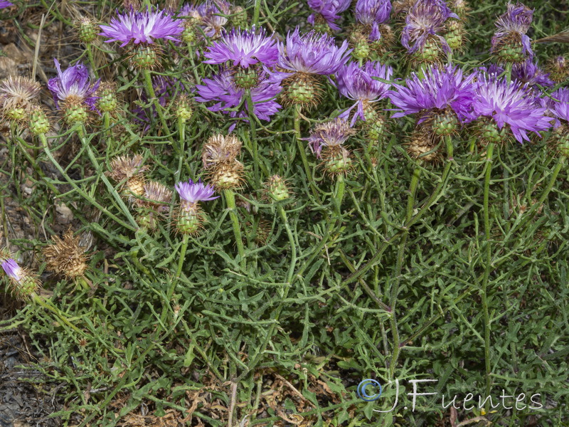 Centaurea barrasii.10