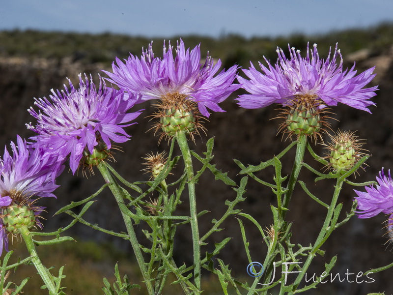 Centaurea barrasii.12