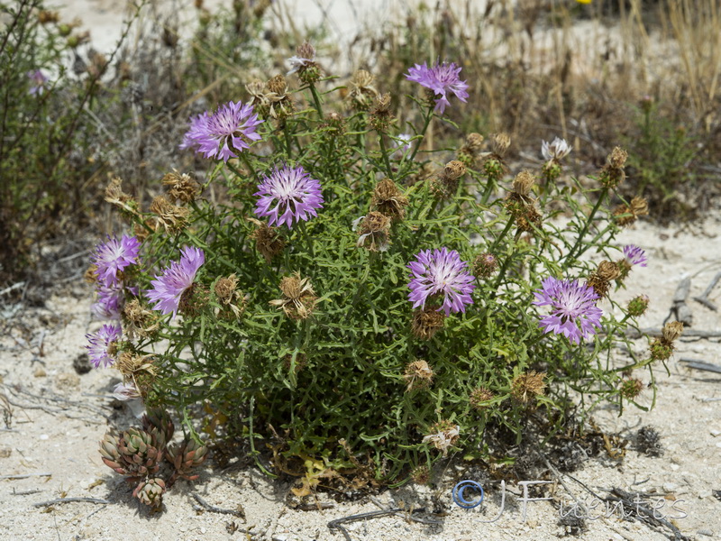 Centaurea barrasii.13