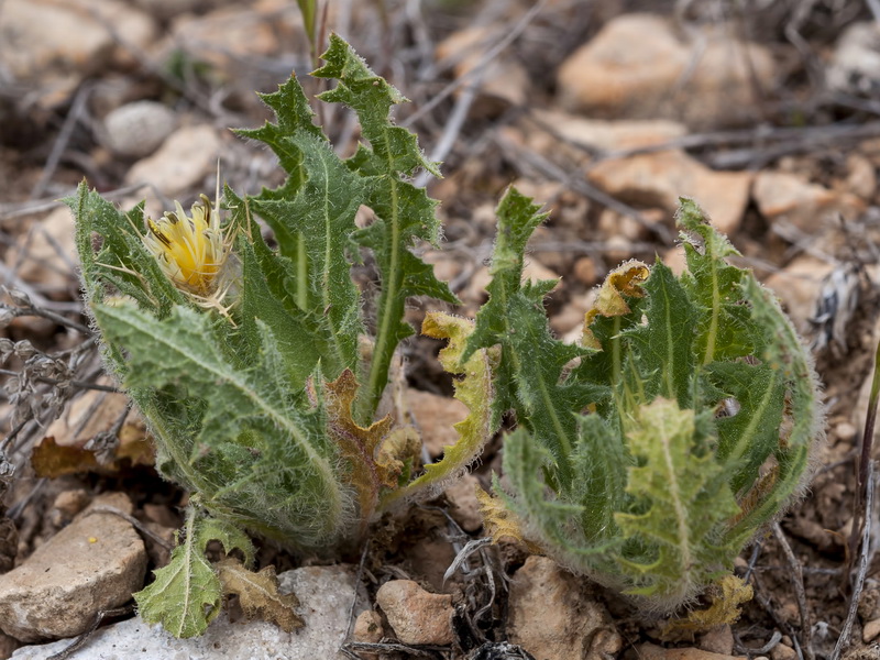 Centaurea benedicta.01