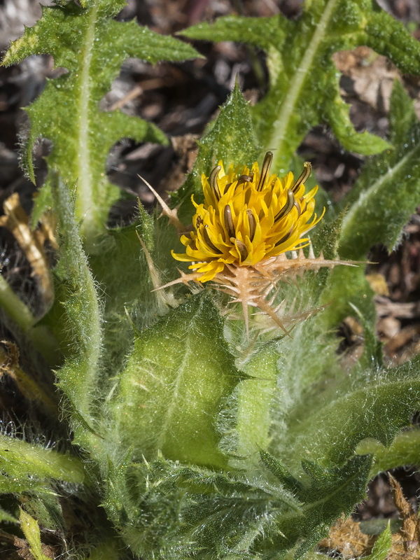 Centaurea benedicta.05