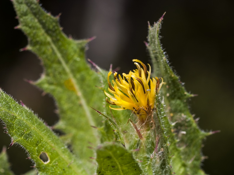 Centaurea benedicta.11