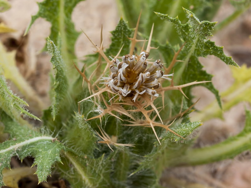 Centaurea benedicta.12