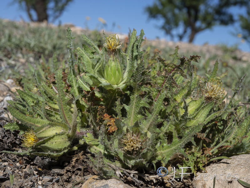 Centaurea benedicta.14