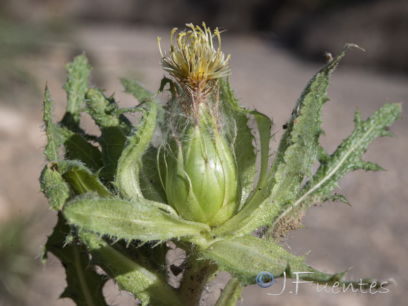 Centaurea benedicta.17