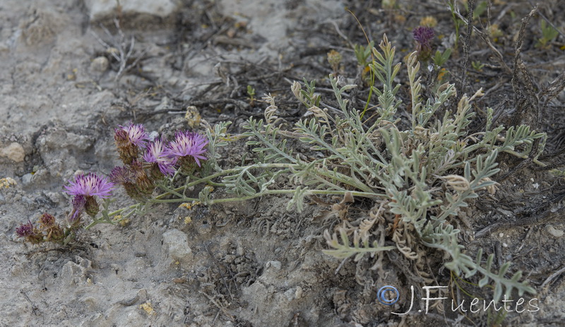 Centaurea bboissieri boissieri .22