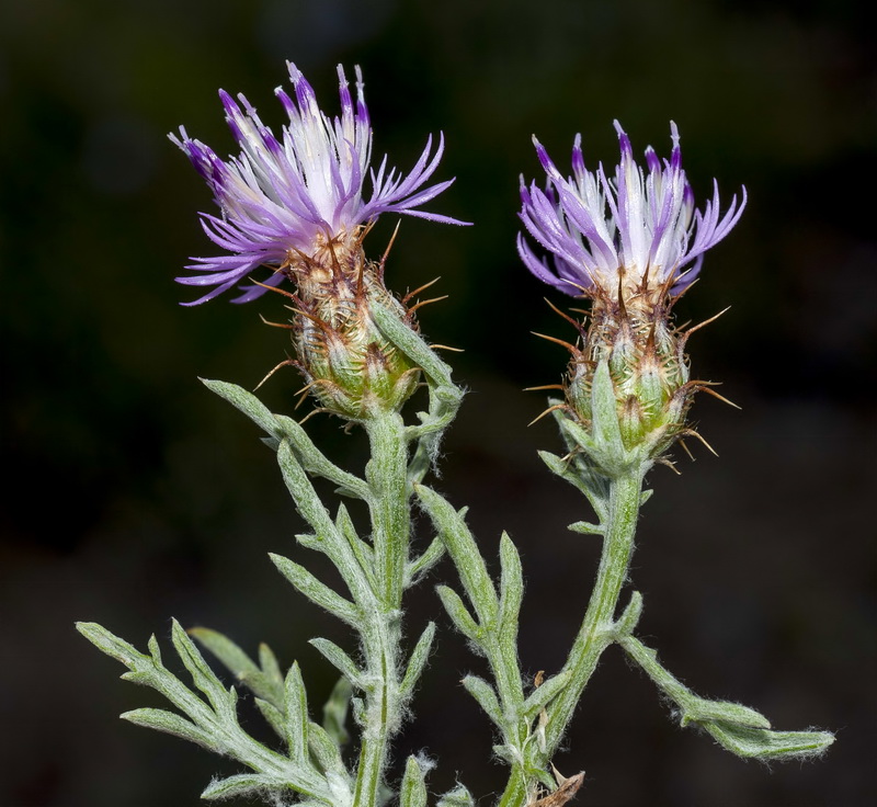 Centaurea boissieri boissieri.13