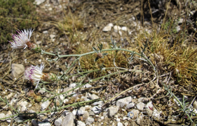 Centaurea boissieri prostrata.01