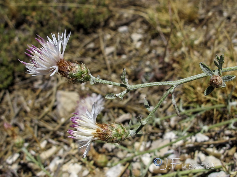 Centaurea boissieri prostrata.02