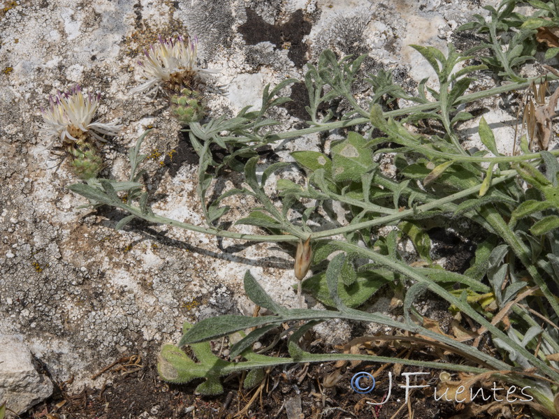 Centaurea boissieri prostrata.04