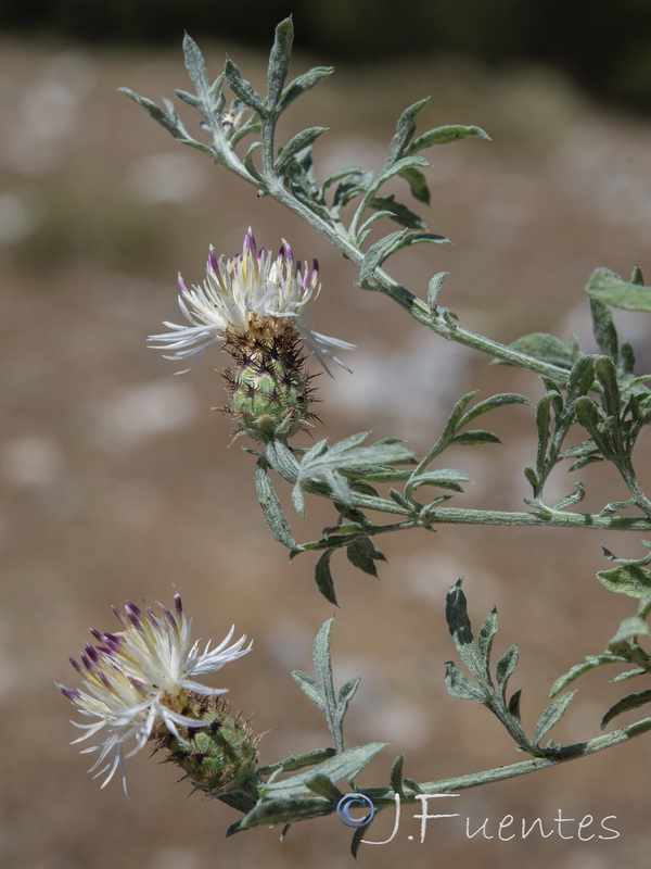 Centaurea boissieri prostrata.05