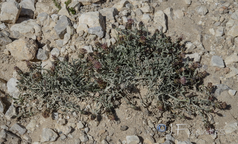 Centaurea boissieri willkommii.01