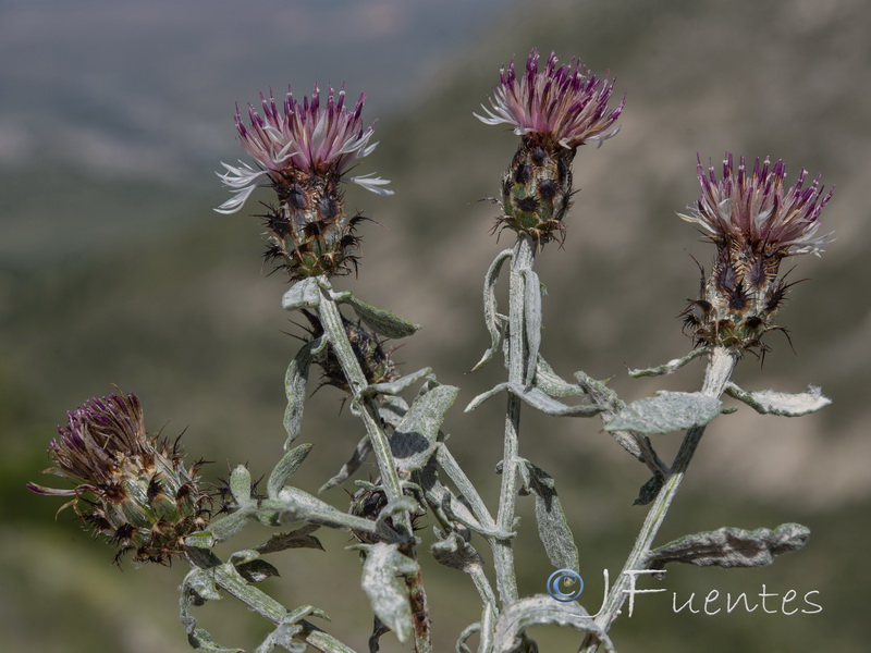 Centaurea boissieri willkommii.02