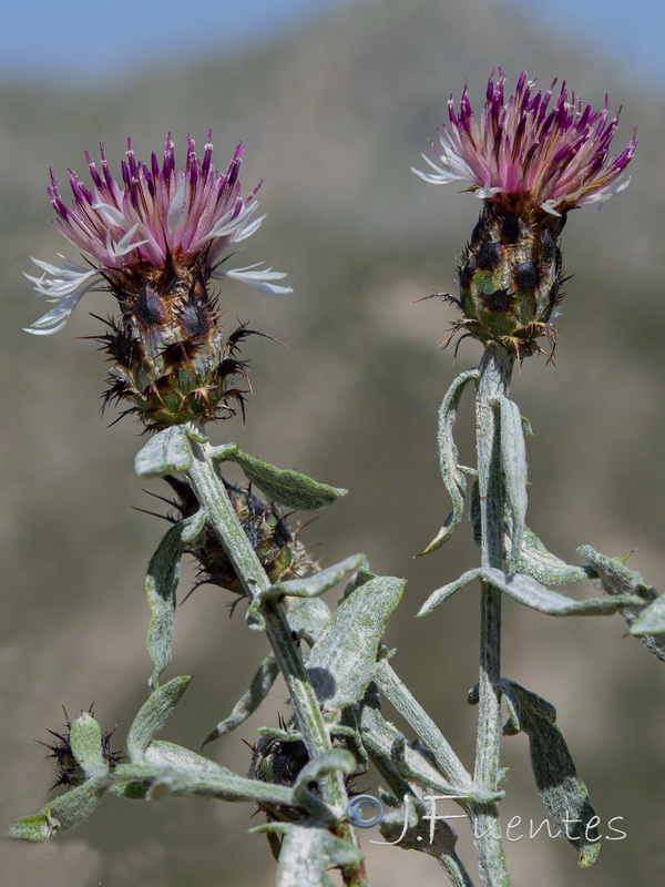 Centaurea boissieri willkommii.03
