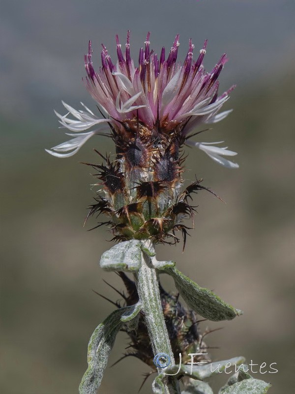 Centaurea boissieri willkommii.04