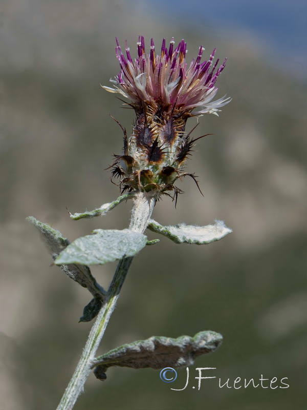 Centaurea boissieri willkommii.05