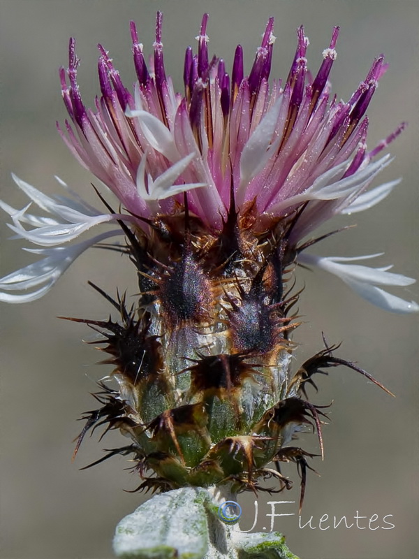 Centaurea boissieri willkommii.06
