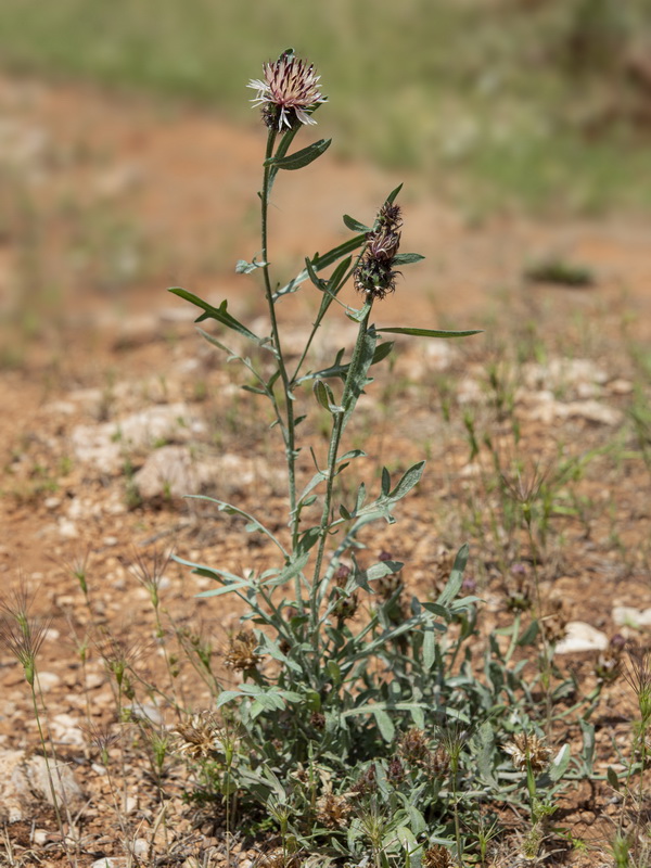 Centaurea boissieri willkommii.08