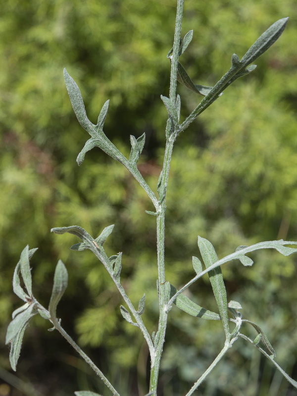Centaurea boissieri willkommii.11