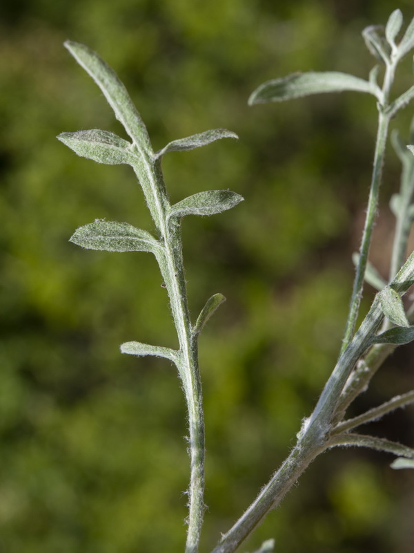 Centaurea boissieri willkommii.12