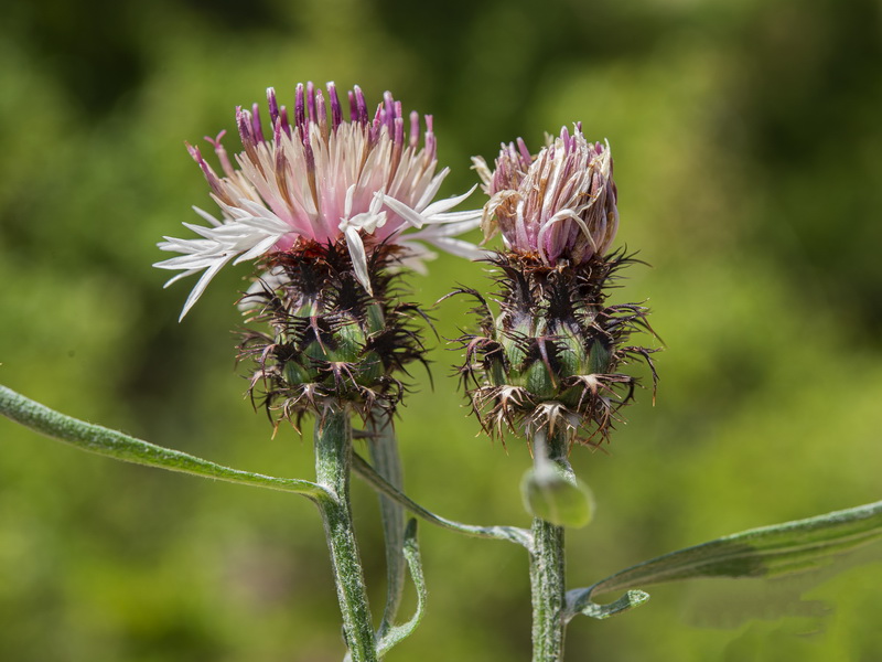 Centaurea boissieri willkommii.13