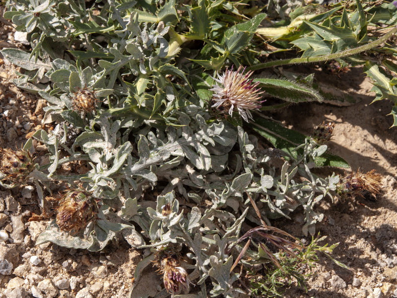 Centaurea boissieri willkommii.16