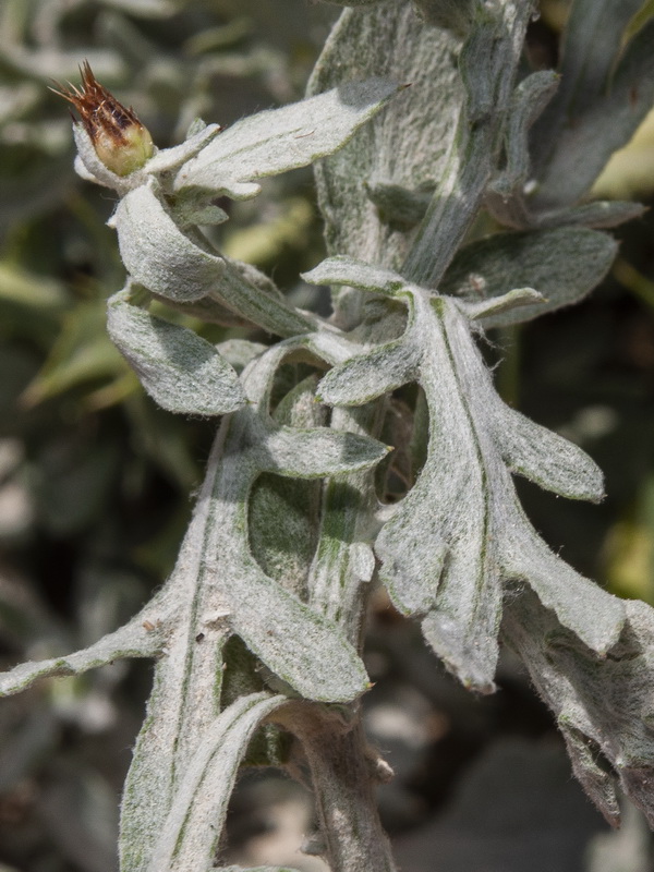 Centaurea boissieri willkommii.18