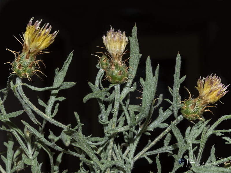 Centaurea boissierii funkii.20