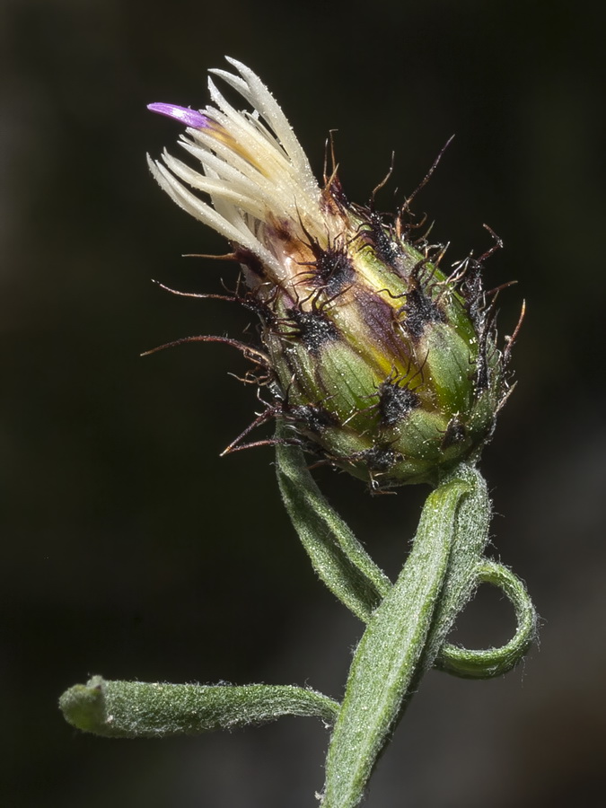 Centaurea boissieri funkii.05