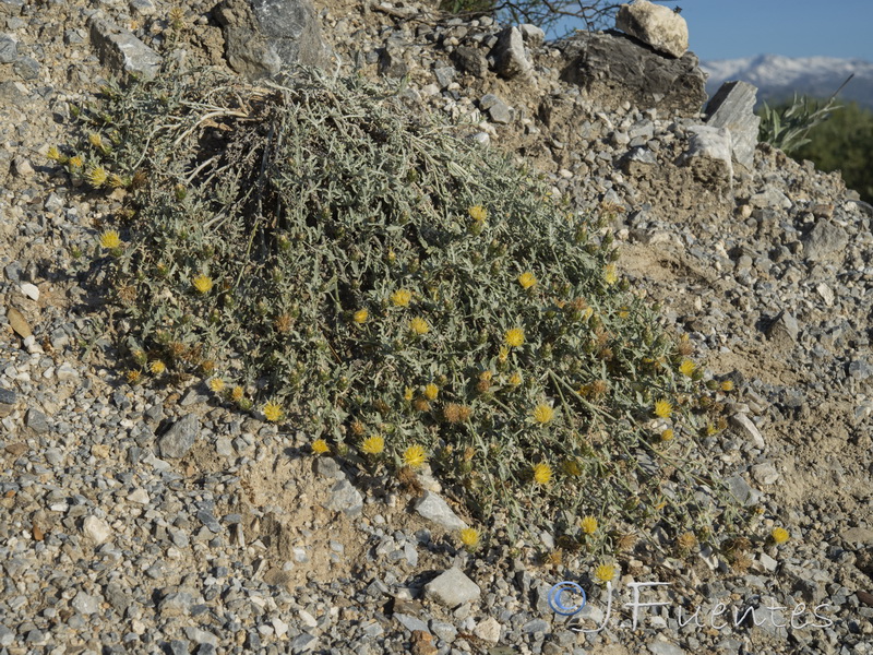 Centaurea boissieri funkii.21