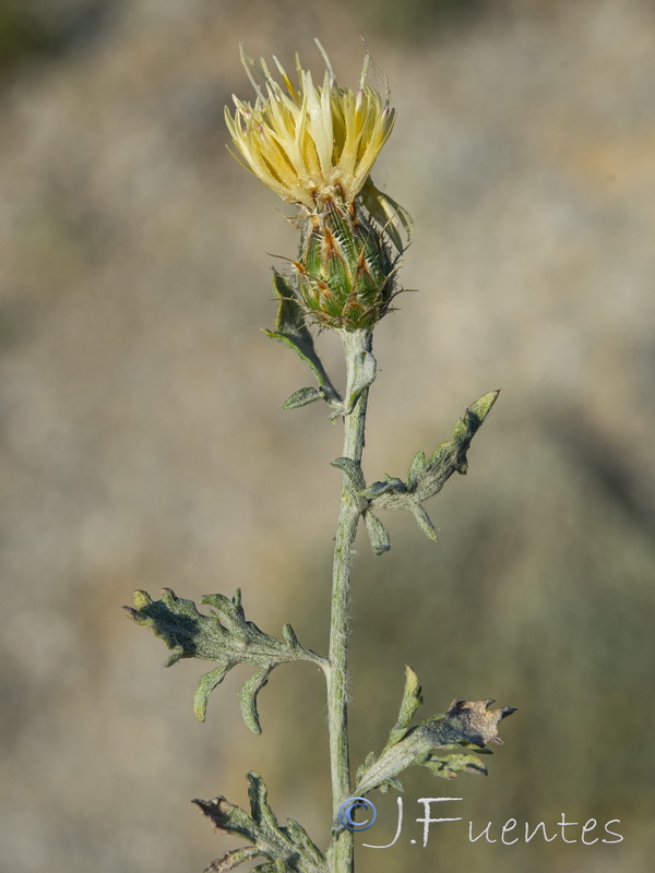 Centaurea boissieri funkii.26