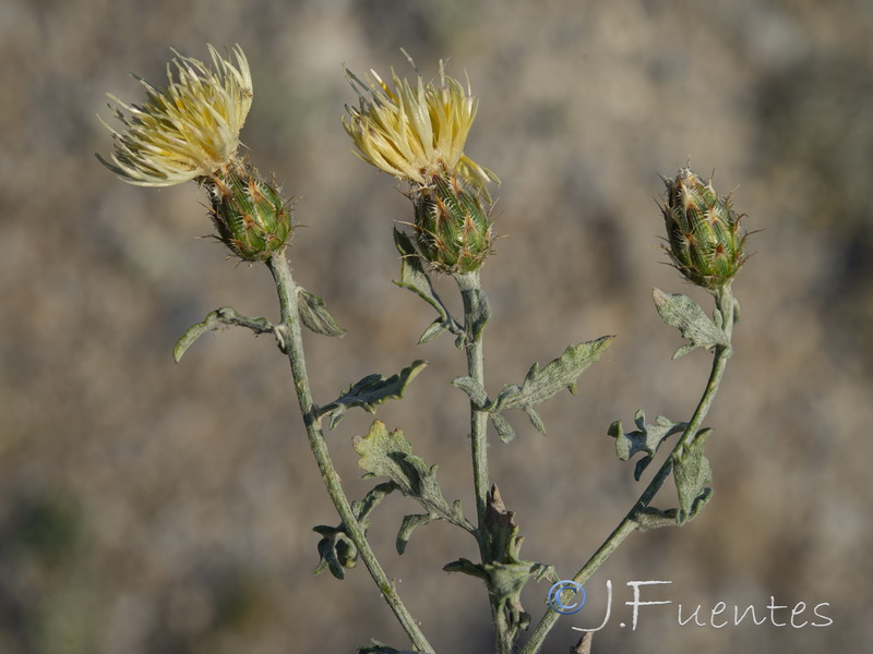 Centaurea boissieri funkii.27