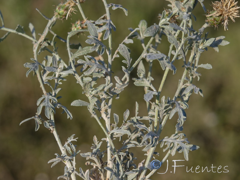 Centaurea boissieri funkii.28