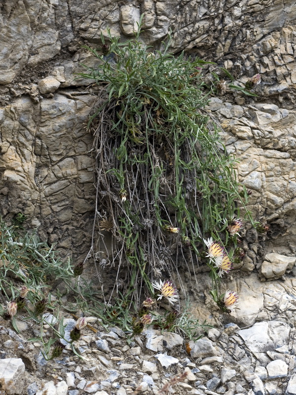 Centaurea boissierii funkii.01