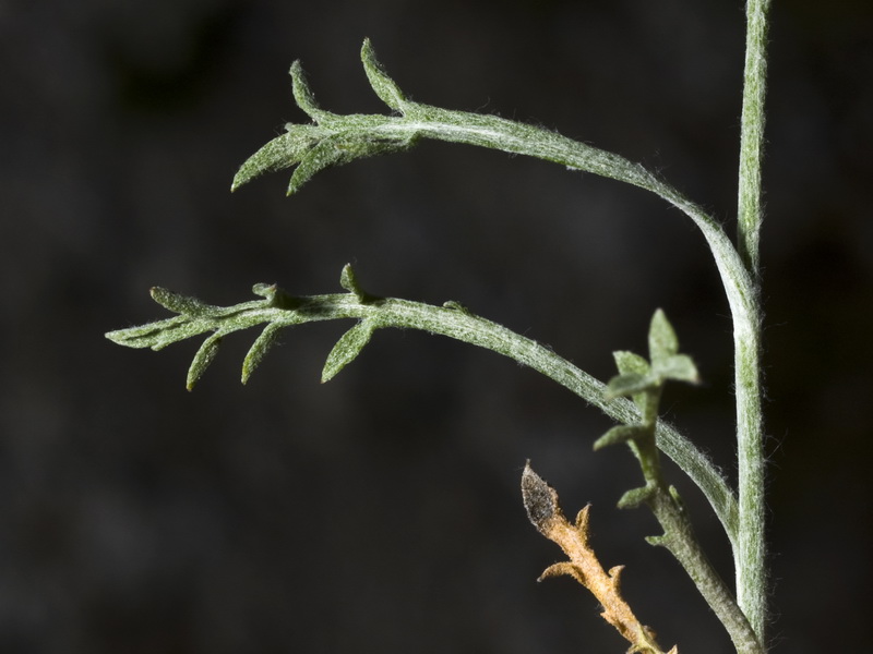 Centaurea boissierii funkii.02