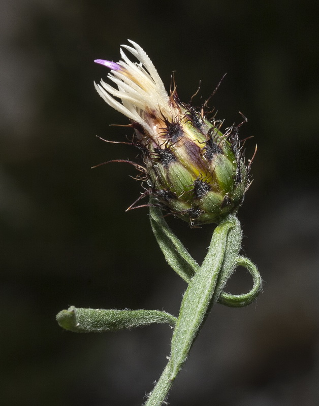 Centaurea boissierii funkii.04