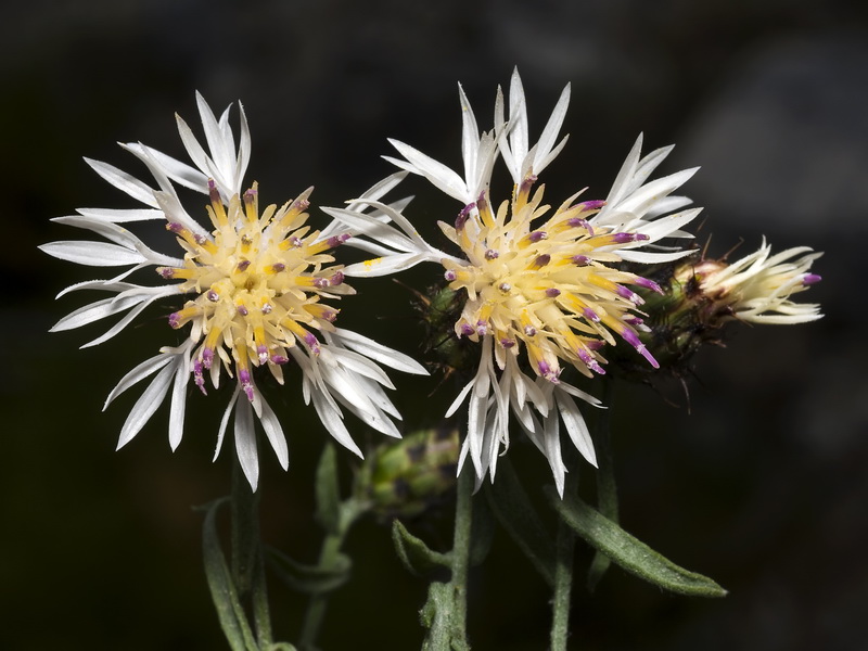 Centaurea boissierii funkii.05