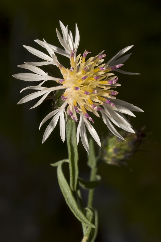 Centaurea boissierii funkii.08