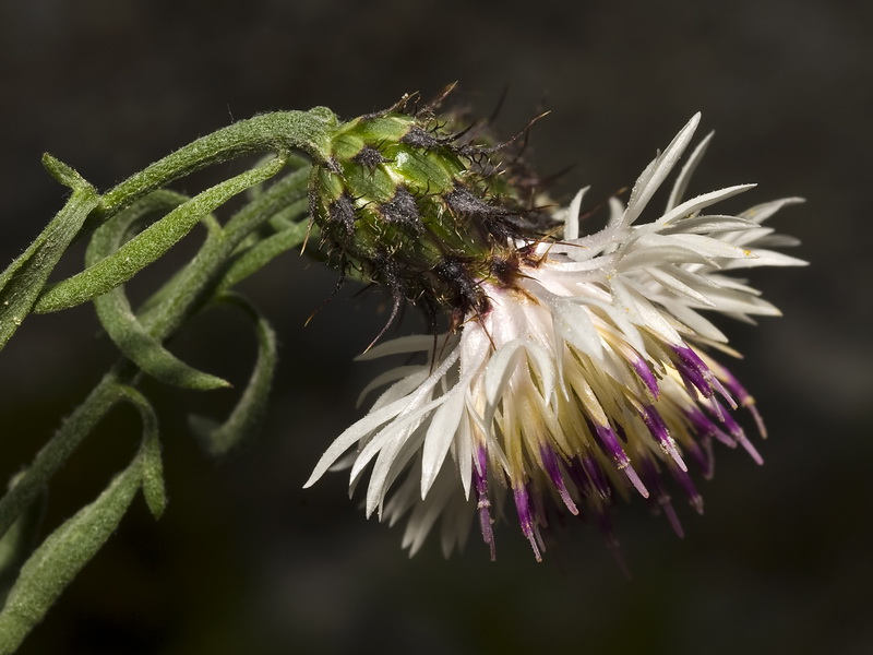 Centaurea boissierii funkii.11