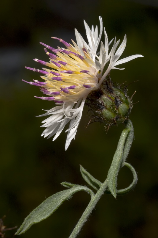 Centaurea boissierii funkii.17